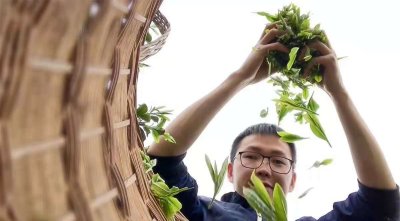 疫情之下 | 喝“伏羲梭椤山”牌茶